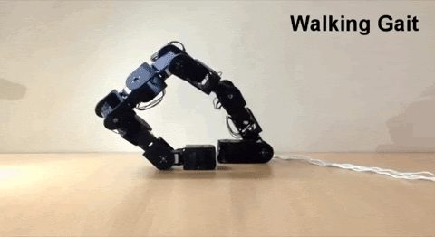 ReBiS reconfigurable bipedal snake robot walking
